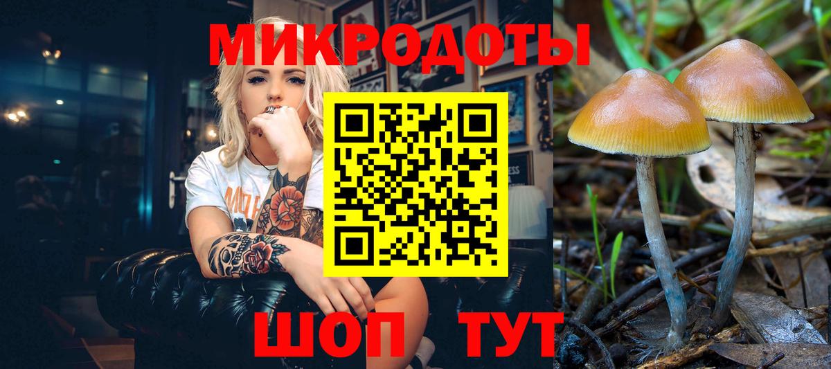 Галлюциногенные грибы Psilocybe Крымск